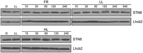 Frontiers The Major Thylakoid Protein Kinases Stn7 And Stn8 Revisited