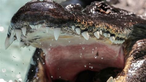 Man Films A Huge Cannibal Alligator Eating Another For Lunch In A South