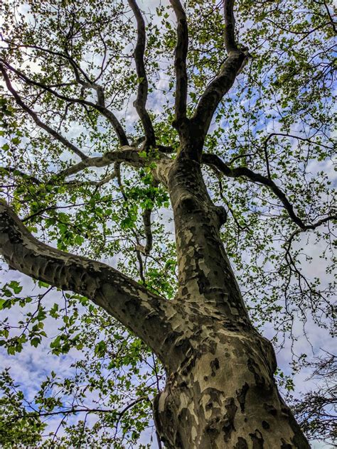 Facts About The Sycamore Tree Tips For Growing Sycamore Trees