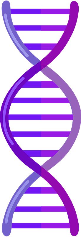 Download High Quality Dna Clipart Vector Transparent Png Images Art Images