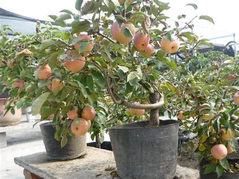 盆栽蘋果的種植方法 每日頭條