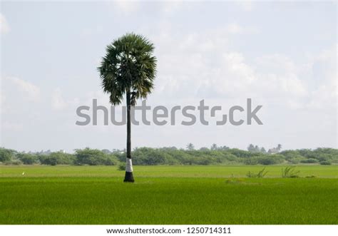 Indian Palm Tree Paddy Field Rural Stock Photo 1250714311 Shutterstock