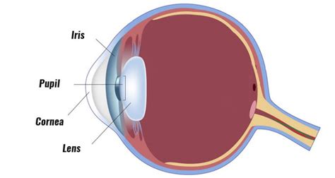 Corneal Abrasion Symptoms Causes And Treatment