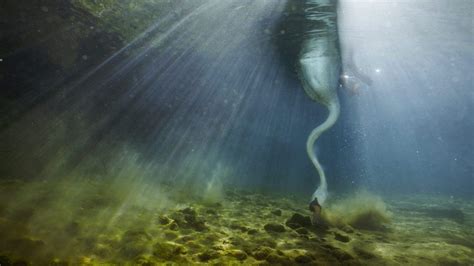 Underwater Swan Bing Wallpaper Download