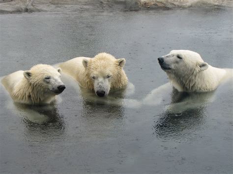 My Polar Bear Friends And Friends Of Polar Bears Polar Bears In The Rain