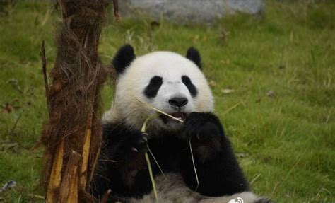 Giant Pandas Usually Spend 41 Of A Dayabout 10 Hours In Sleeping And