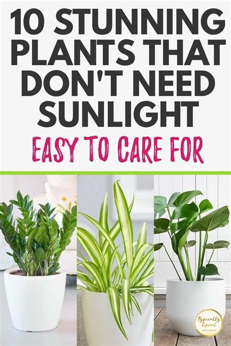 10 Of The Best House Plants That Dont Need Sunlight Air Purifying