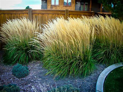 Karl Foerster Feather Reed Grass For Sale The Tree Center