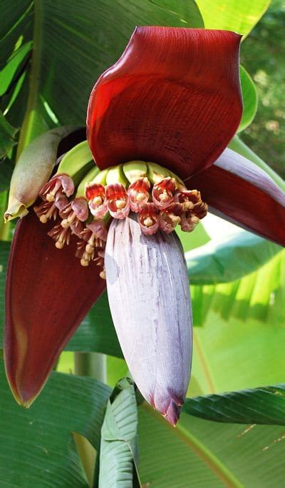 It's been a joy to interact and share valkubus feels with all of you. How to Grow Banana Trees | Growing Banana Trees in Pots