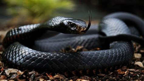 दुनिया के 5 सबसे जहरीले सांप5 Most Toxic Snakes In The World Youtube
