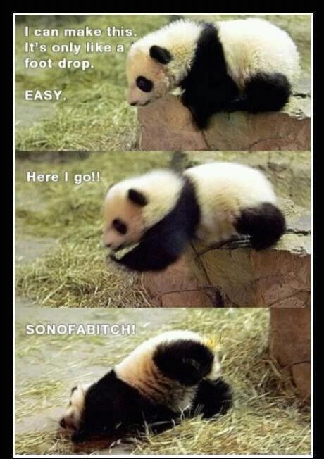 Funny Panda Meme Made Me Giggle Pinterest Funny