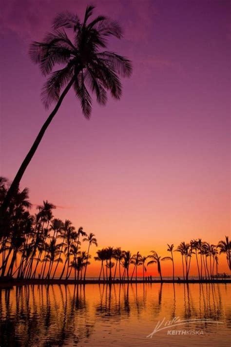 Beautiful Mother Nature Palm Tree Pictures Beautiful Places Palm Trees