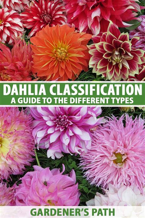 Dahlia Flower Types A Guide To Dahlia Classification Gardeners Path