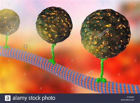 Intracellular Transport Stock Photos And Intracellular Transport Stock