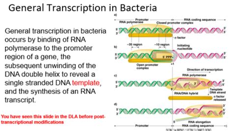 Ftm Dla Prokaryotic Gene Regulation Flashcards Quizlet