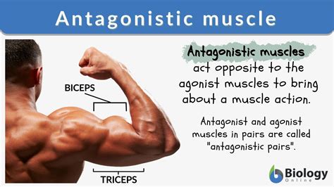 Antagonistic Muscle Definition And Examples Biology Online Dictionary