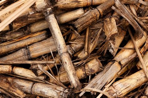Biomasa czym jest rodzaje zalety i wady Własny Dom