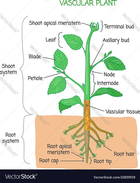 Vascular Plant Diagram