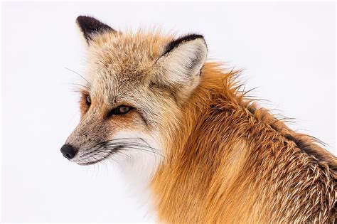 Red Fox Wildlife Portrait Nature Predator Vulpes Vulpes