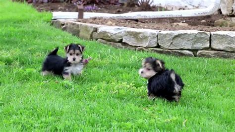 Morkie Puppies For Sale Youtube
