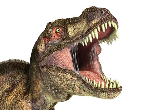Tyrannosaurus Rex Dinosaur Photograph By Leonello Calvetti Pixels