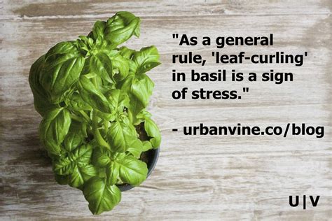Shop organic basil leaf at mountain rose herbs. 11 Quick and Simple Tips For Growing Great Basil (Fast)