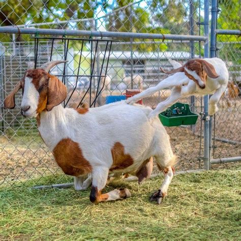 Lets Kick Mommy Photo By Tc Morgan — National Geographic Your Shot Funny Goat Pictures Goat