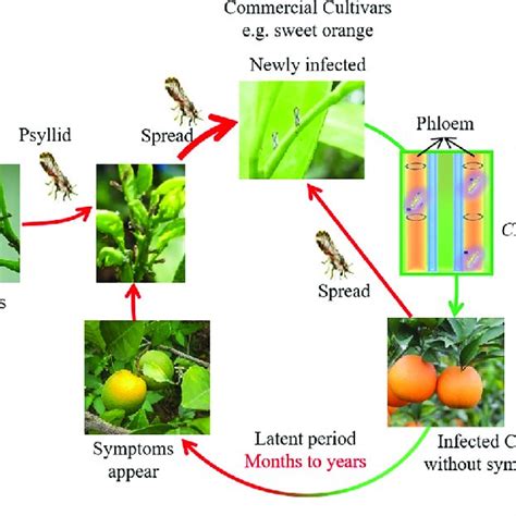 Disease Cycle Of Citrus Hlb Clas Has A Wide Range Of Hosts And Almost