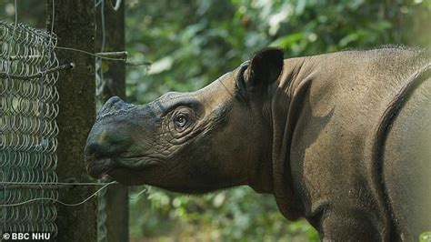Sumatran Rhinoceros Becomes Extinct In Malaysia After Last Of The