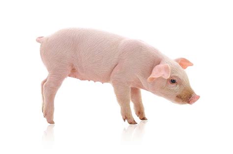 Best Pig Standing Up Stock Photos Pictures And Royalty Free Images Istock