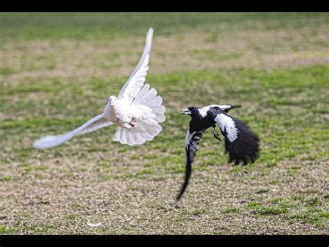 01 Bird Fight By Liz James Leighton Buzzard Photographic Club
