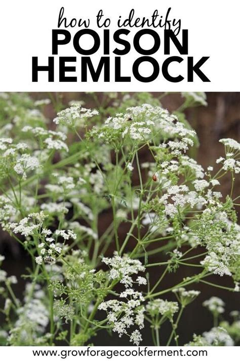 Poison Hemlock How To Identify And Potential Look Alikes Edible Wild