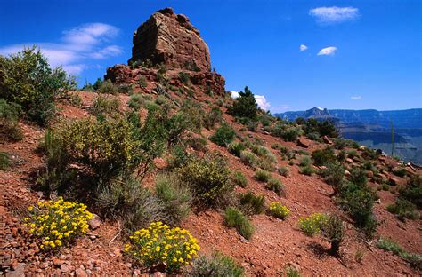 Desert Flowers Grace The Slopes Around Photograph By John Elk Fine