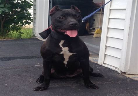 Black Pitbull Dogs What You Need To Know About This Pit Terrier Breed