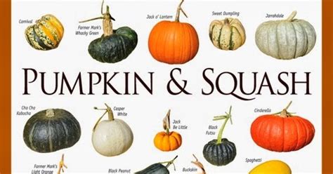 Pumpkin And Squash Varieties Chart 101 Gardening