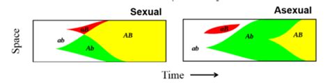 Evolution Of Sex Flashcards Quizlet