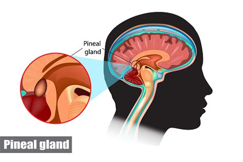 Diagram Of Pituitary And Pineal Glands In The Human Brain Stock