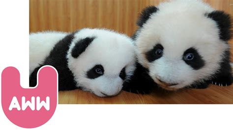 Baby Panda Twins Youtube