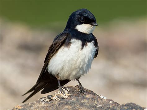 Black Collared Swallow Ebird