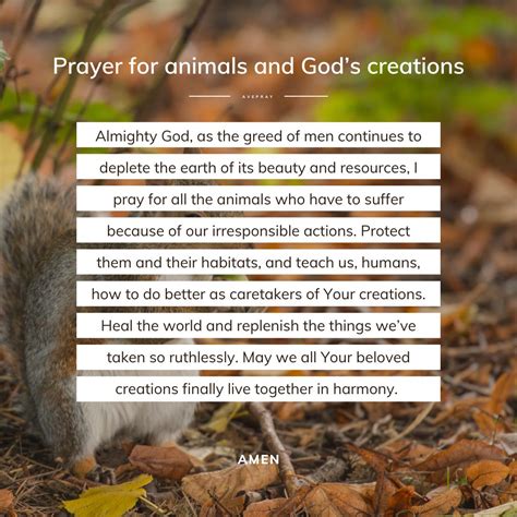 Prayer For Animals And Gods Creations Avepray