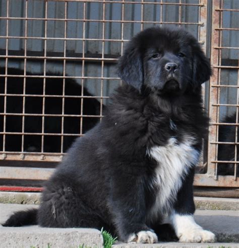 Three puppy shots up to date wormings micro chip tails docked $1,500 p. Tibetan Mastiff puppies for sale - CORIASA Tibetan Mastiff ...