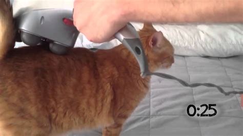 cats react to massages youtube