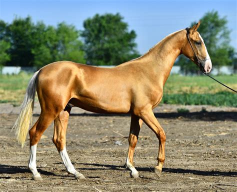 7 Ancient Horse Breeds That Helped Build Human Civilization That