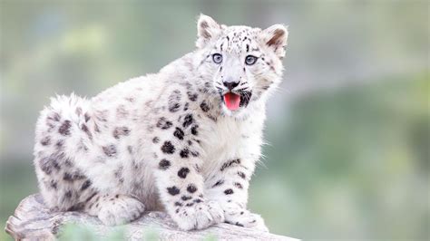 Leopardo De Las Nieves ¿por Qué No Ruge Hogarmania Leopardo De