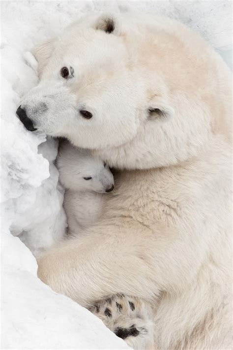 Baby Bear And Cuddles Baby Animals Polar Bears Cute