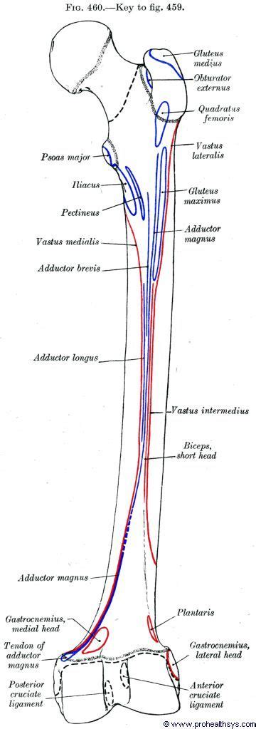 Femur Anatomy Thingys Anatomy Bones Body Anatomy Human Body Anatomy