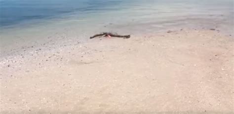 Bizarre Creature Looking Like Loch Ness Monster Washes Up On Georgia