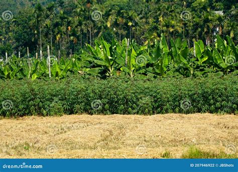 Multiple Cultivation Paddytapioca Plantain Coconut And Areca Nut