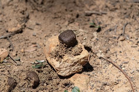 Why Do Wombats Have Cube Shaped Poo Scientists May Have Solved The