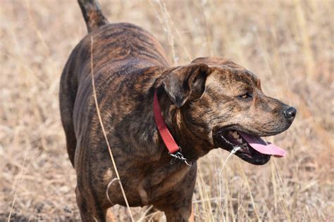 It is a very courageous fighter and extremely intelligent, doing whatever job its master desires. Best Mountain Cur Dog Food - Spot and Tango